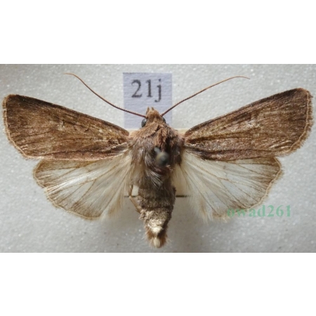Euxoa tritici (Linnaeus, 1761) Rolnica pszenicówka Czech21j